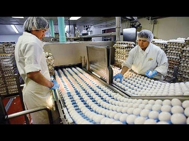 شاهد كيف يتم تصنيع البيض داخل المصانع